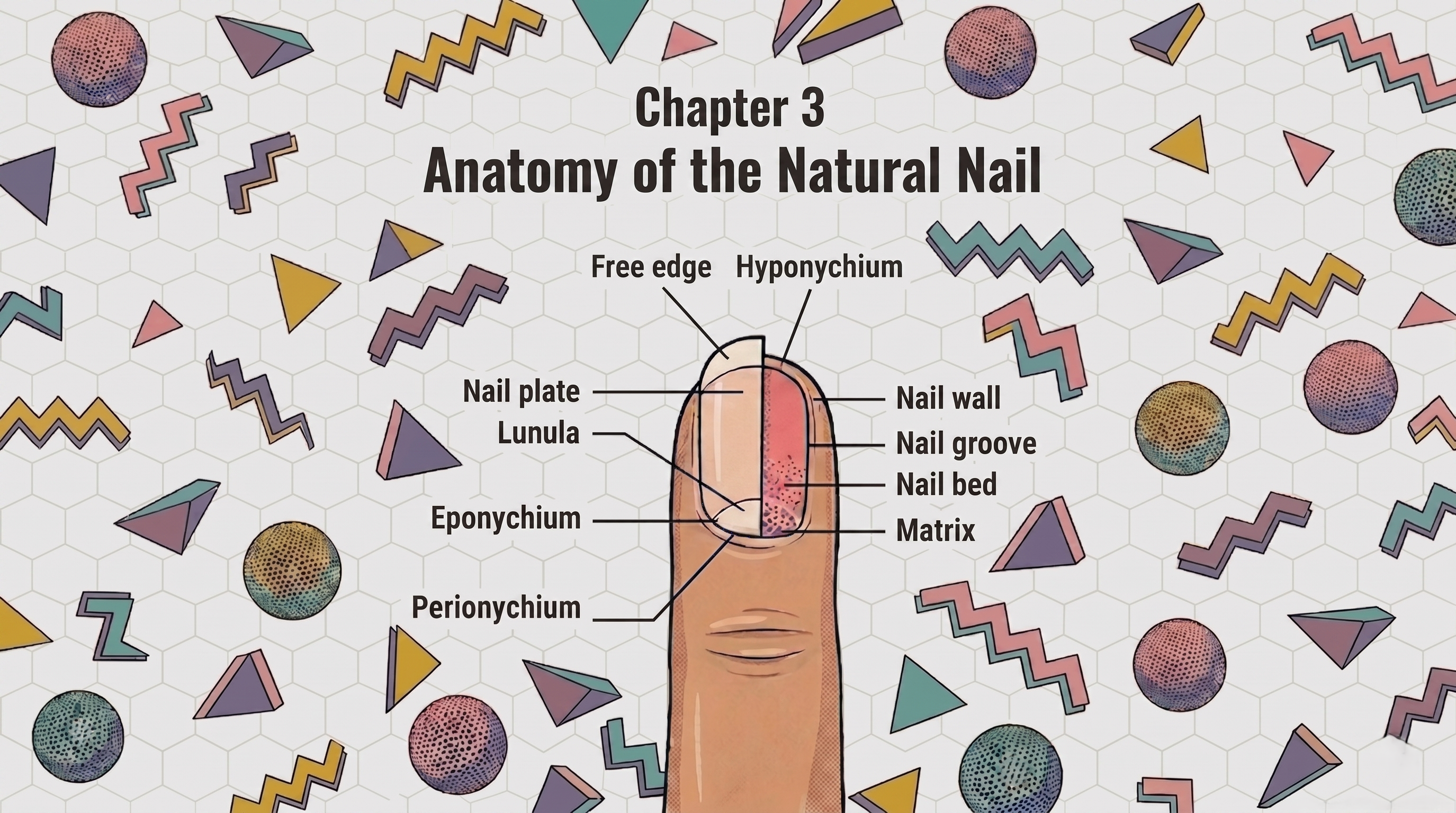 Top-down diagram of natural nail anatomy showing the nail plate, matrix, eponychium, and surrounding biological structures for nail technicians.